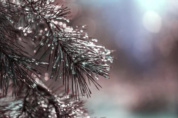 Foto op Aluminium Frozen tree © Galyna Andrushko