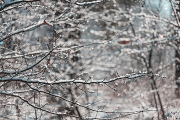 Frozen tree