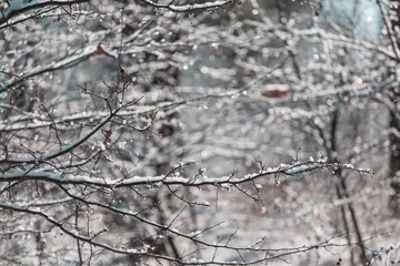 Tuinposter Frozen tree © Galyna Andrushko