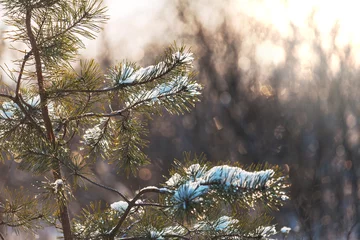 Fotobehang Frozen tree © Galyna Andrushko