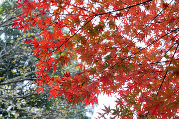 真っ赤な紅葉