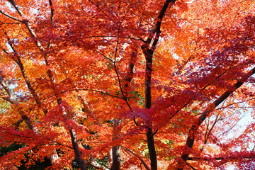 真っ赤な紅葉