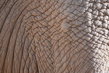 Thick leathery elephant skin in close-up. Natural background and texture.
