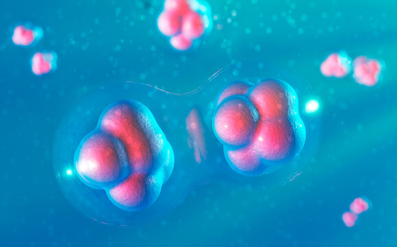 Stem cells, illustration
