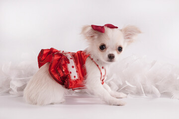 Puppy Chihuahua in a red dress on a white background.