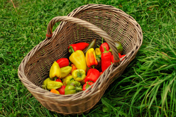 Fototapeta na wymiar Basket with red and yellow peppers, vegetables, harvesting process. Agriculture farming scenery 