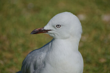 Young red-billed gull on green grass looking right