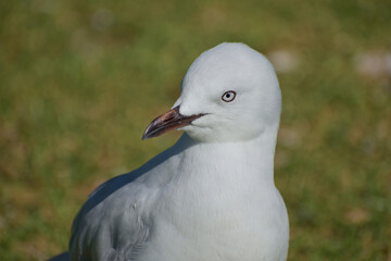 Young red-billed gull on green grass portrait