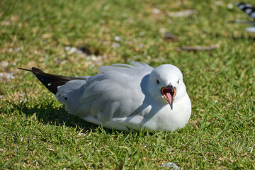 Young red-billed gull on green grass with wide open beak