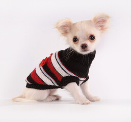 Chihuahua puppy in a knitted jacket on a white background.