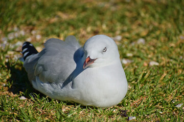 Young red-billed gull on green grass with half turned head