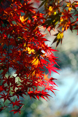 Red and yellow burning colored maple tree branch in a forest
