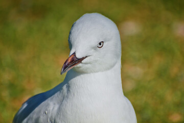 Young red-billed gull on green grass portrait
