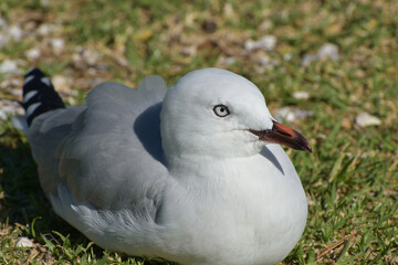 Red-billed gull chick sitting on green grass