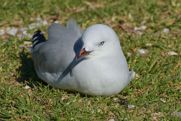 Young red-billed gull on green grass with half turned head