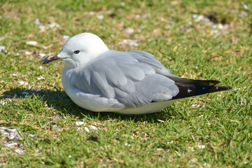Young red-billed gull sitting on green grass