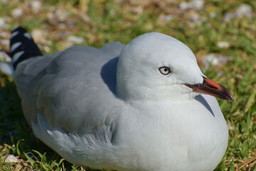 Young red-billed gull sitting on green grass