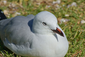 Young red-billed gull sitting on green grass