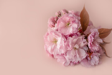 macro fiew of sakura flower buds on the pink background