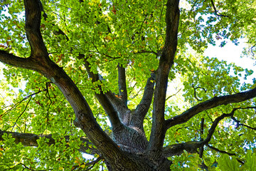Treetop of an old oak tree with fresh green leaves.
