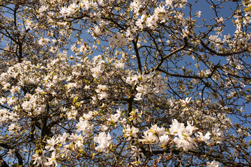 blossom of magnolia tree with blurred background and warm sunshine. Spring season concept