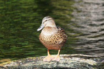 Female duck on the Baltic coast of Usedom.