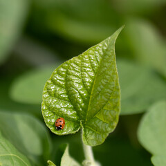 A macro shot of a ladybug on a green leaf on a blurred green background