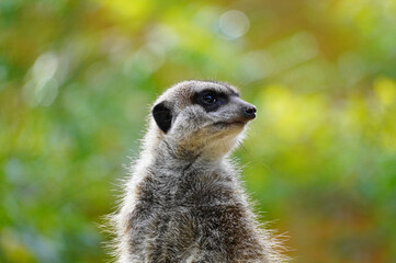 Naklejka na ściany i meble Portrait of a meerkat. Suricata suricatta. 