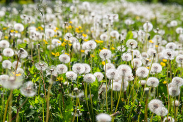 nature, botany and flora concept - beautiful dandelion flowers blooming on summer field