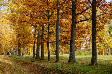 Golden autumn in a public park, yellow and orange leaves on trees, green grass, fallen leaves lying on the ground.