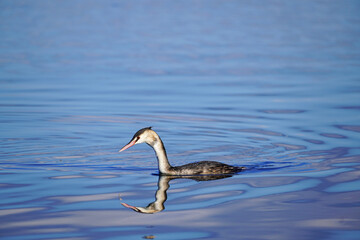 Swimming great crested grebe. Podiceps cristatus.