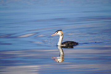 Swimming great crested grebe. Podiceps cristatus.