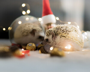 Weißer Igel mit Lichterkette