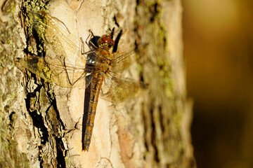 Darter sits on the bark of a tree. Sympetrum. Insect close up.
