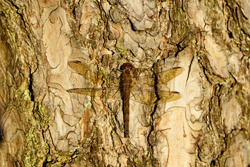 Darter sits on the bark of a tree. Sympetrum. Insect close up.
