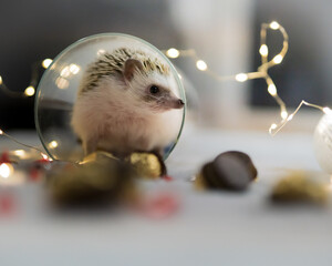 Afrikanischer Weißbauchigel feiert Weihnachten © Philipp