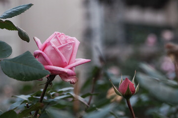 東京、赤坂氷川公園の薔薇たち　バラの庭園　赤坂、港区、東京、日本