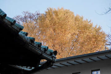 鮮やかなイチョウの紅葉と神社の屋根　東京、赤坂氷川神社の境内の風景