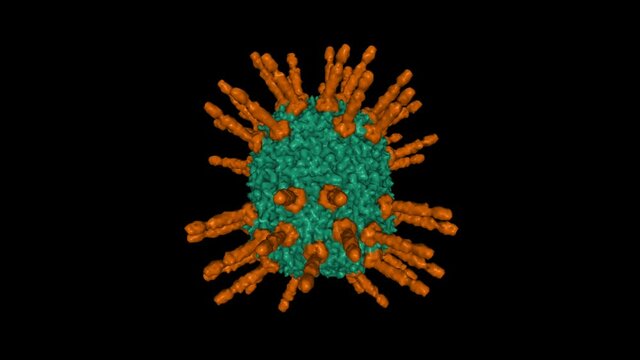 Cryo-EM structure of the head in mature bacteriophage phi29. Animated 3D Gaussian surface model, PDB 6qyd, black background.