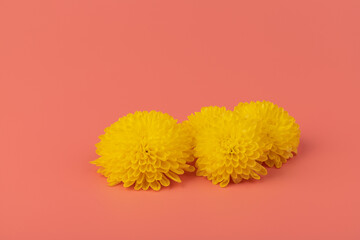 Yellow chrysanthemums  on pink. Happy easter or spring background. Festive concept with copy space.