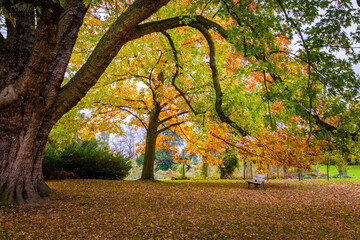 autumn park in the park