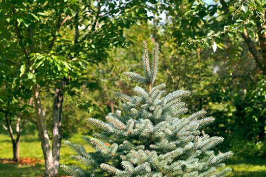 Blue spruce garden tree, fir-tree image. Beautiful park background fon, summer time, sunny day