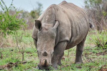 Fototapeta premium white rhinoceros or square lipped rhinoceros, Ceratotherium simum