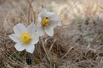 Spring pasque flower (Pulsatilla vernalis)