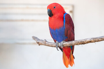 Parrot eclectus red and blue sits on a wooden branch of a tree