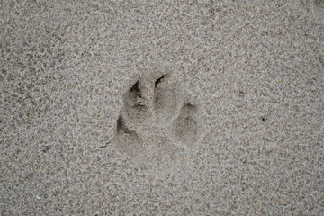 Imprint of a dog's paw in the sand. Footprint.
