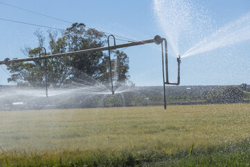 Irrigation pivot in a field of wheat
