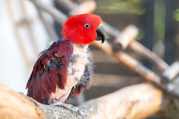 A sick balding red eclectus parrot sits on a wooden branch of a tree