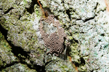 Insect eggs on a tree bark close up.

