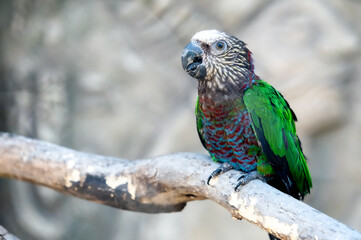 Hawk Headed Parrot sits on a wooden branch of a tree, on a gray background